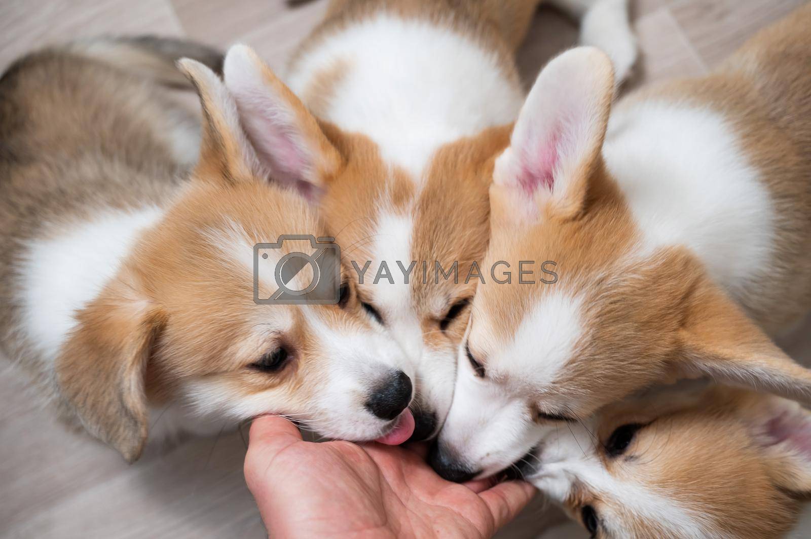 Royalty free image of Funny welsh corgi dogs reach for a man's hand. by mrwed54