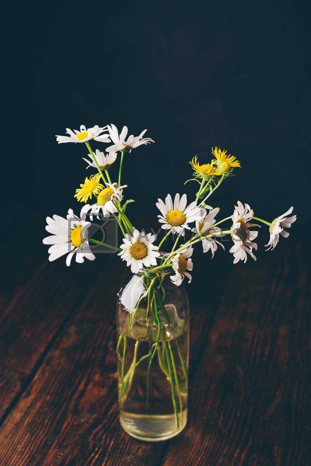 Royalty free image of Small bouquet of wild chamomile flowers by Seva_blsv
