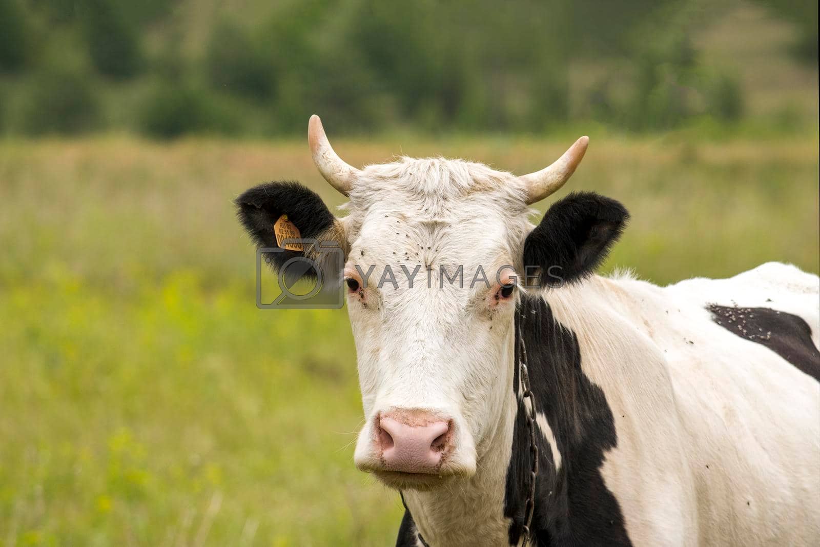 Royalty free image of White cow in pasture against backdrop of forest. by Essffes