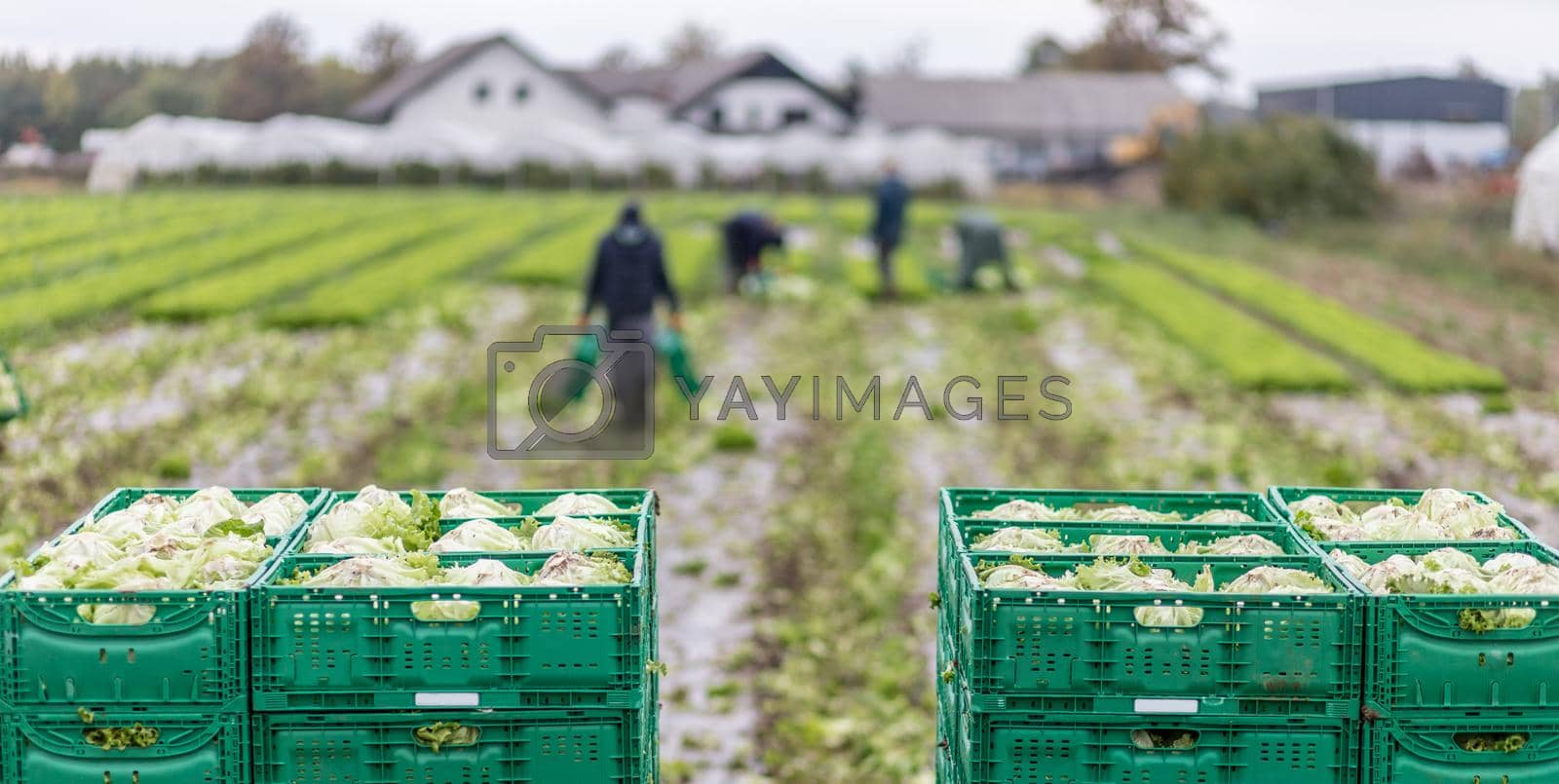 Royalty free image of Letuce heads in wooden baskets after manual harvest on organic letuce farm. Agriculture and ecological farming concept. by kasto