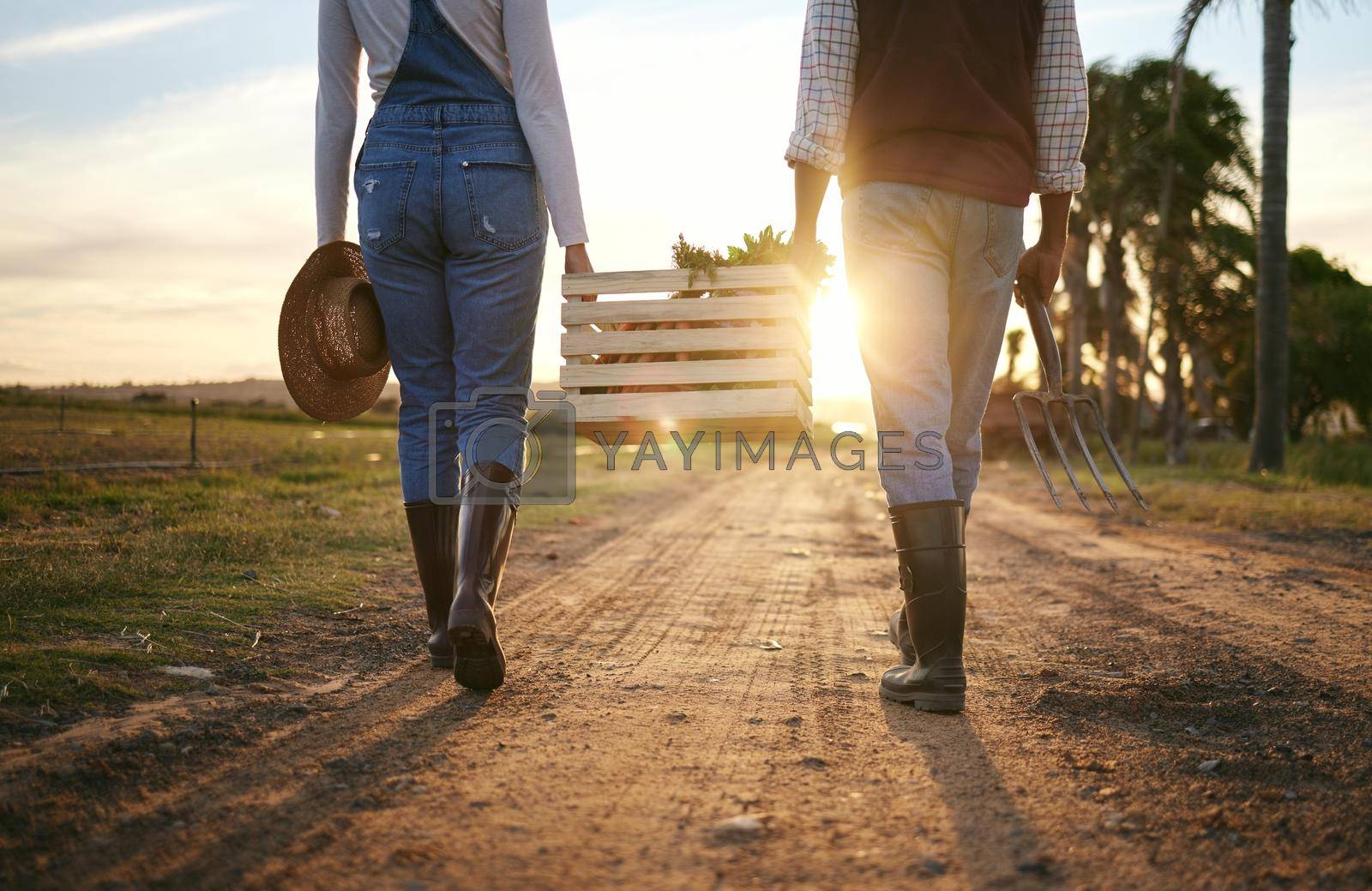 Royalty free image of Two farmers carrying a vegetable basket together on a sunny morning. Unrecognisable couple walking with fresh organic produce on a dirt road by YuriArcurs