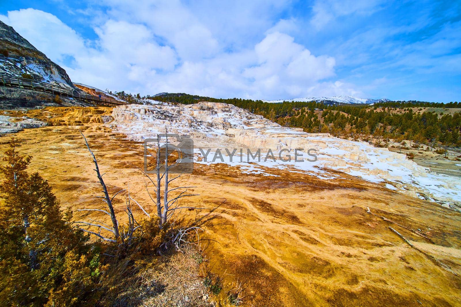 Royalty free image of Wet and snow-covered terraces and springs at Yellowstone Mammoth Hot Springs by njproductions