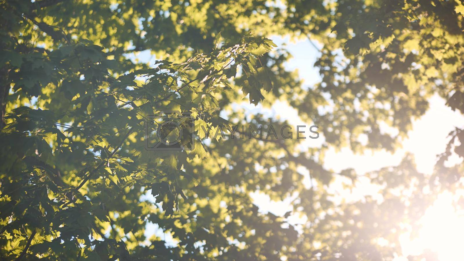 Royalty free image of The branches of a maple tree on a warm summer day in the sunlight. by DovidPro