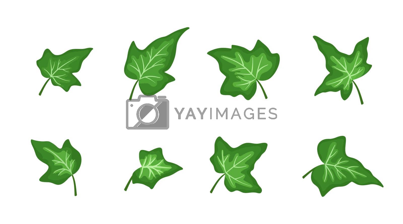 Royalty free image of Set of green ivy leaves isolated on white background. Vector flat cartoon illustrations by ElenaPlatova