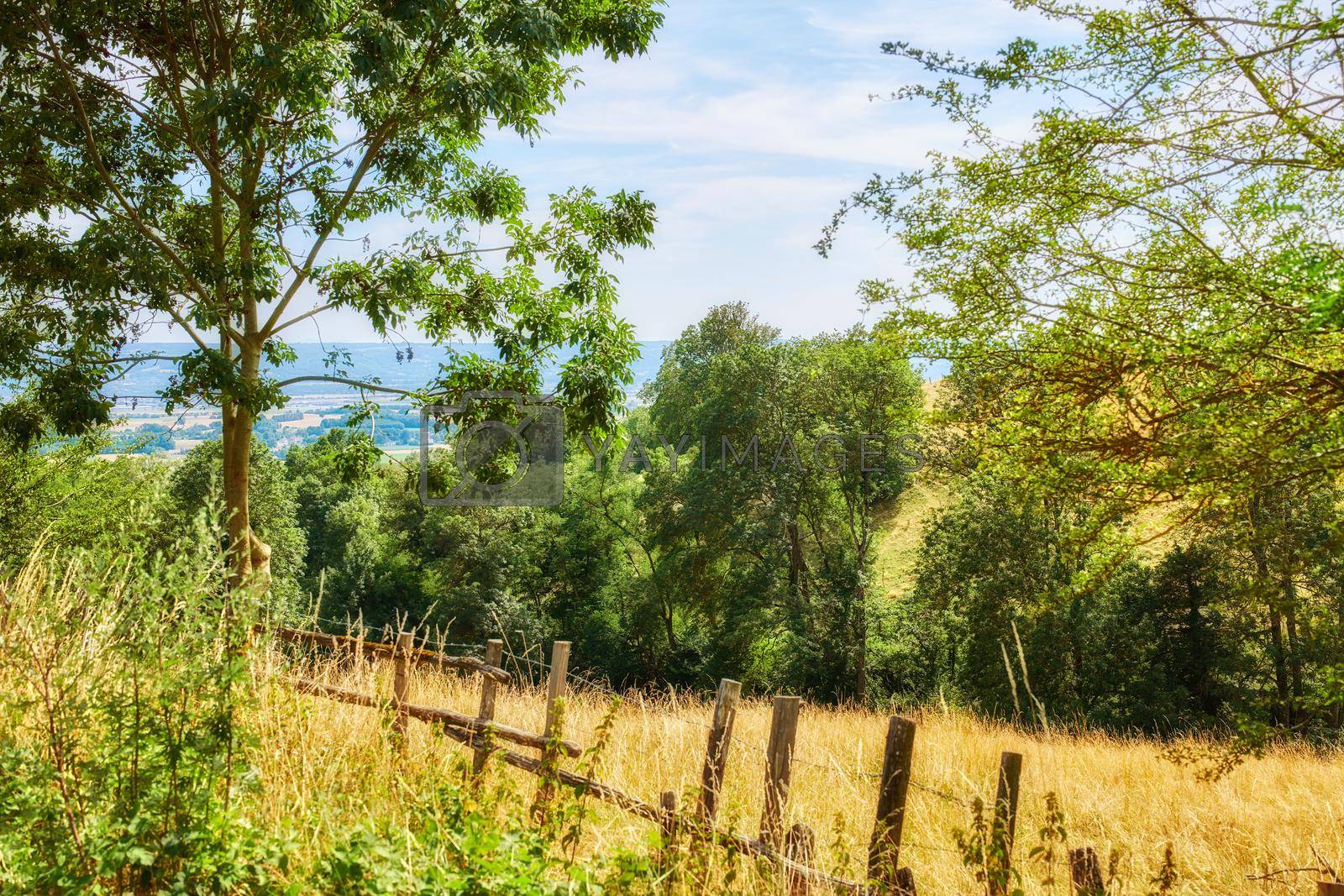 Nature filled with plants and trees in a forest or woods on a sunny day in Spring or Summer. View of beautiful farmland landscape in the countryside with a blue sky in the background