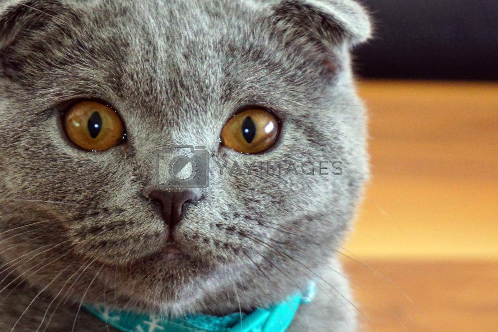 Royalty free image of Cute scottish fold cat looking at camera close up view by tasci