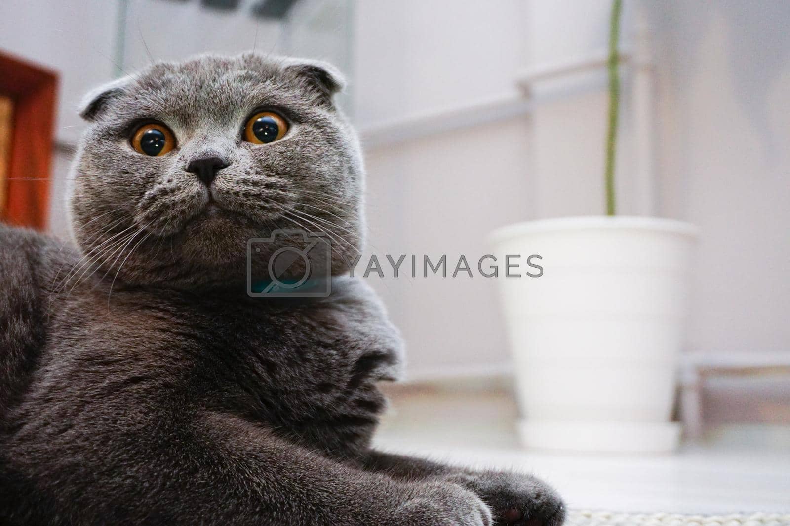 Royalty free image of Cute scottish fold cat with amber eyes looking at camera by tasci