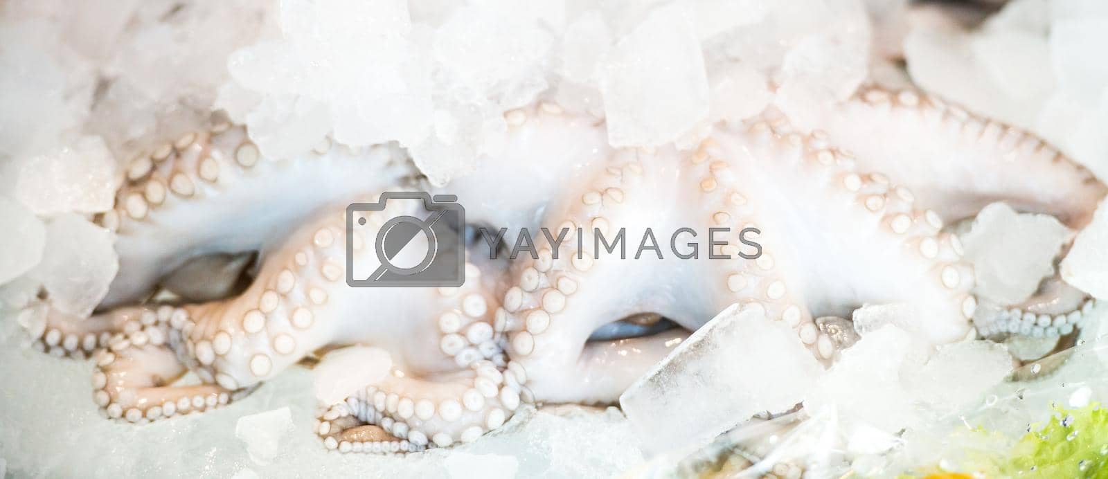 Royalty free image of fresh octopus on ice by GekaSkr