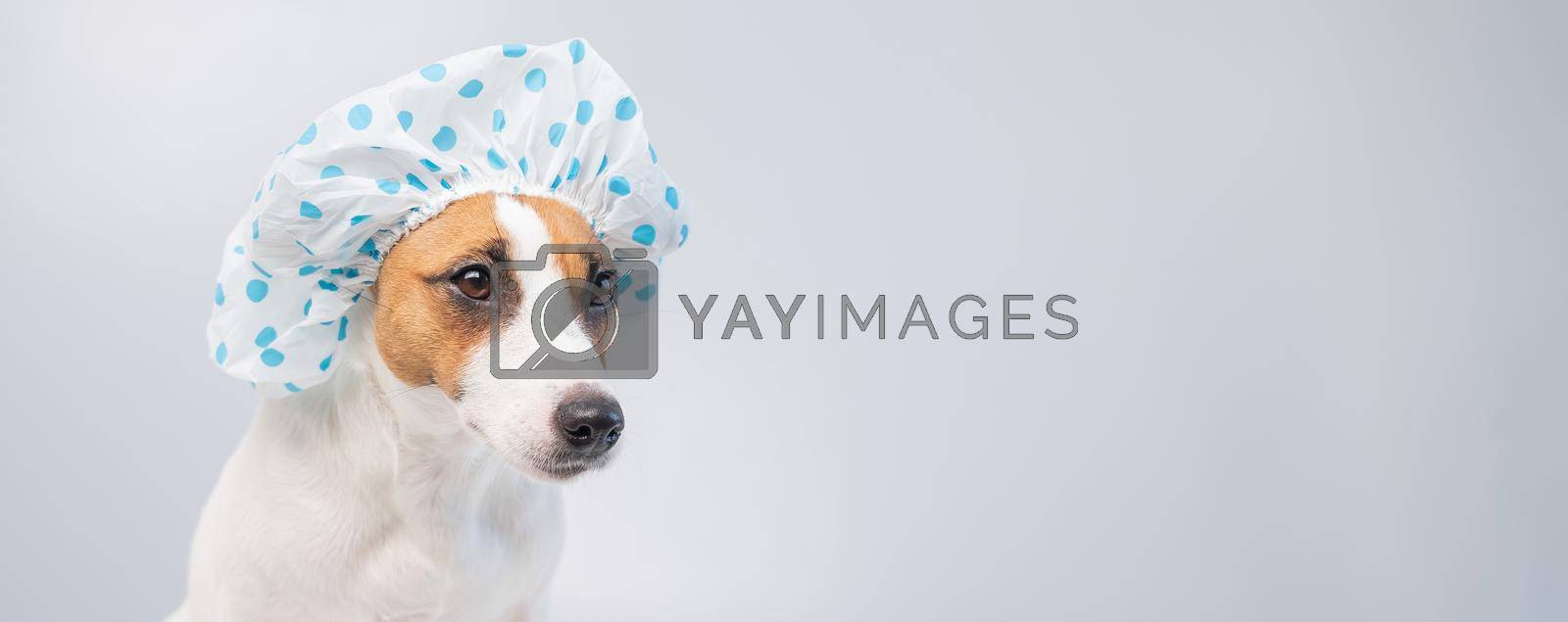 Royalty free image of Funny friendly dog jack russell terrier takes a bath with foam in a shower cap on a white background. Copy space. WIdescreen by mrwed54