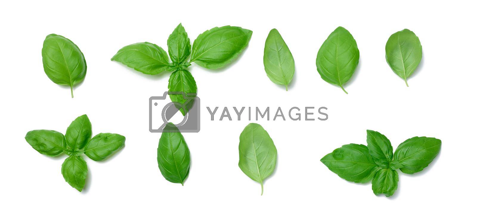 Royalty free image of Various green basil leaves isolated on white background by ndanko