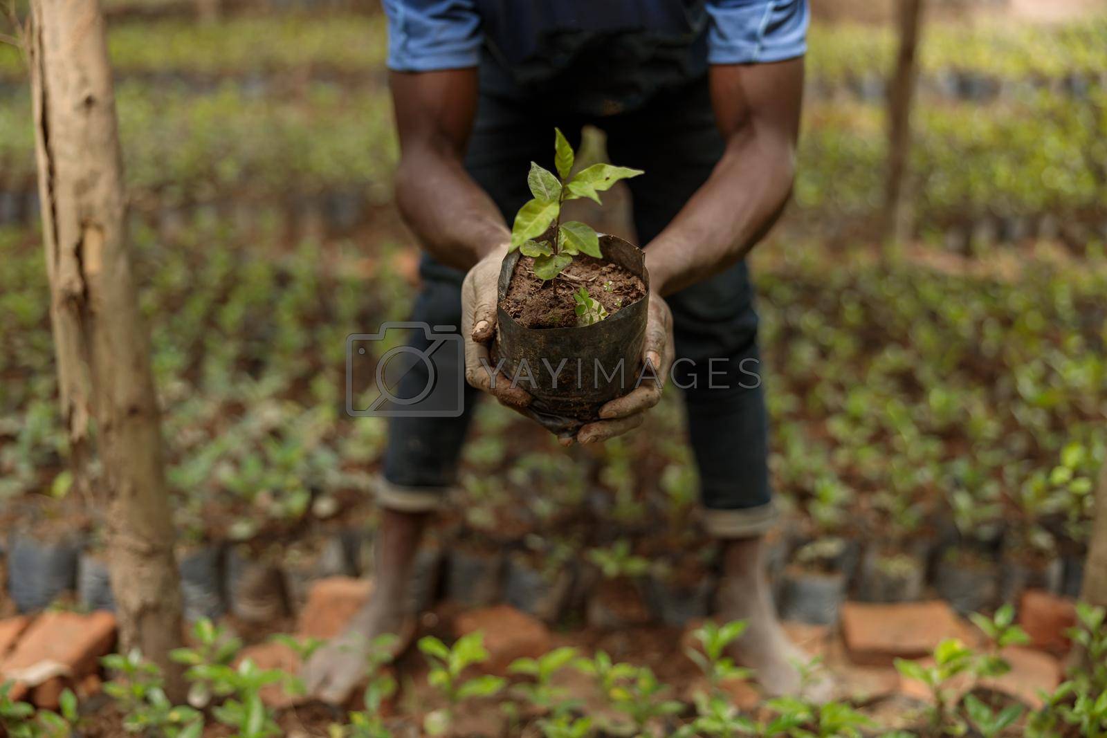 Royalty free image of African American farm worker planting coffee sprout by Yaroslav_astakhov