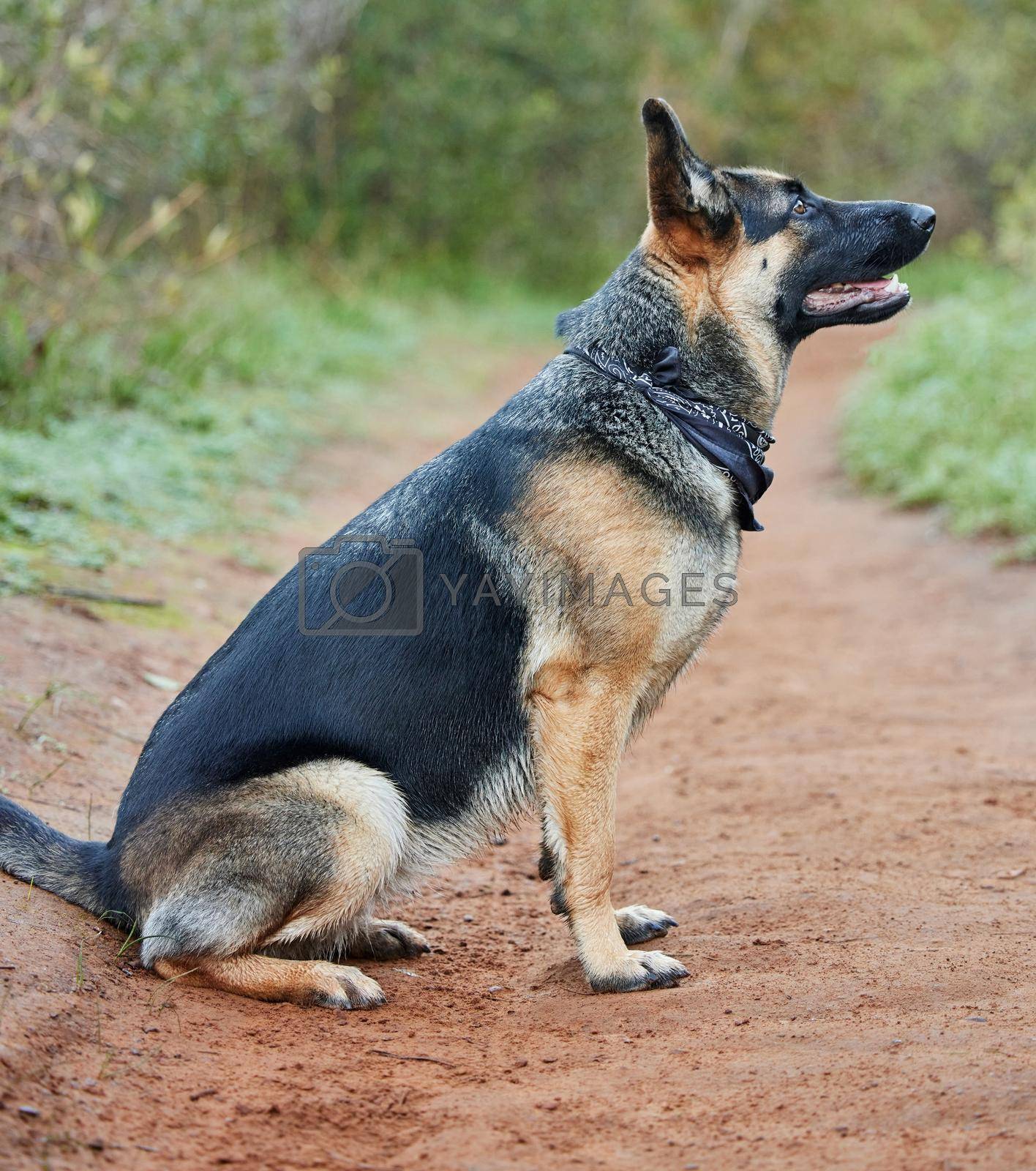 Royalty free image of Dogs make our lives whole. an adorable german shepherd sitting in a forest. by YuriArcurs