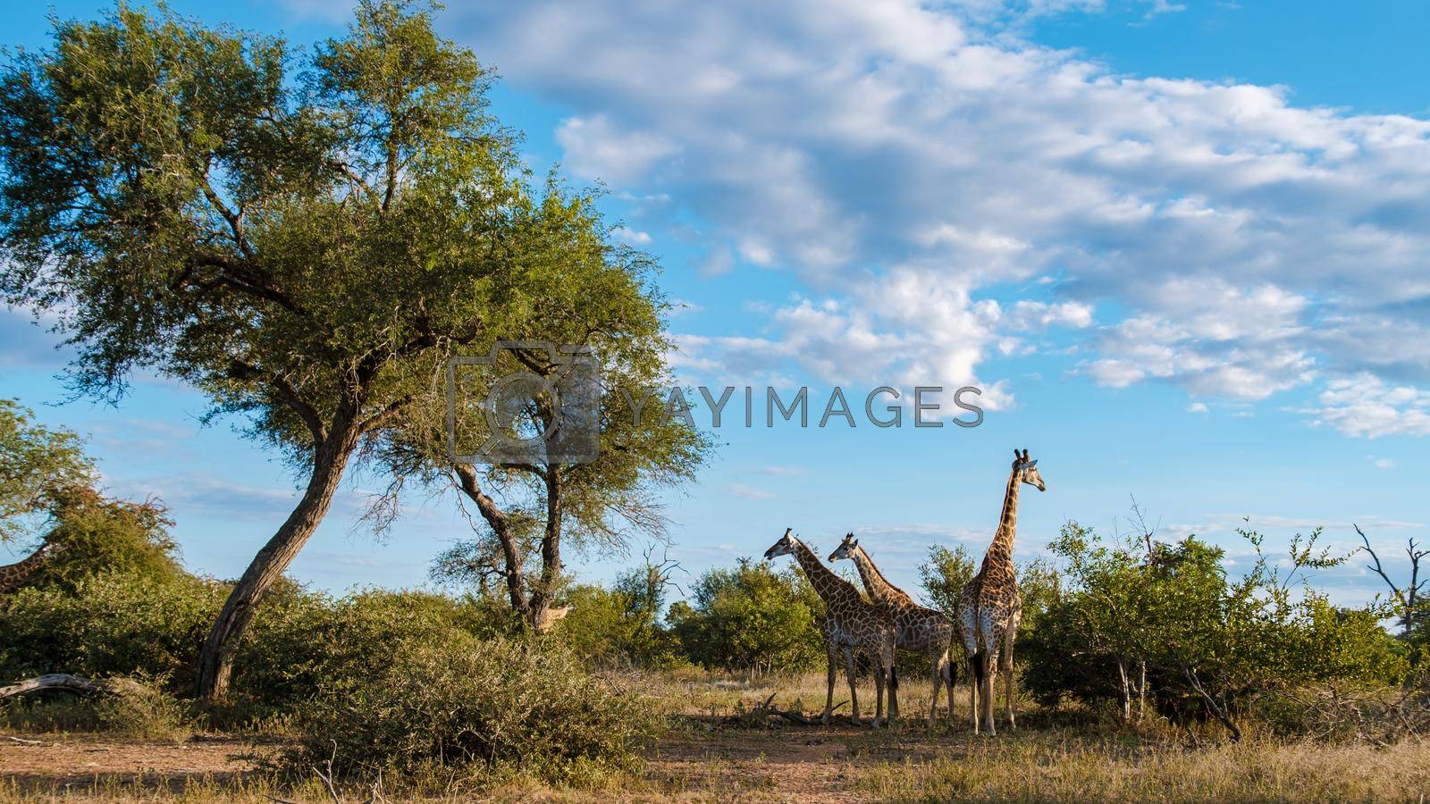 Royalty free image of Giraffe in the bush of Kruger national park South Africa by fokkebok
