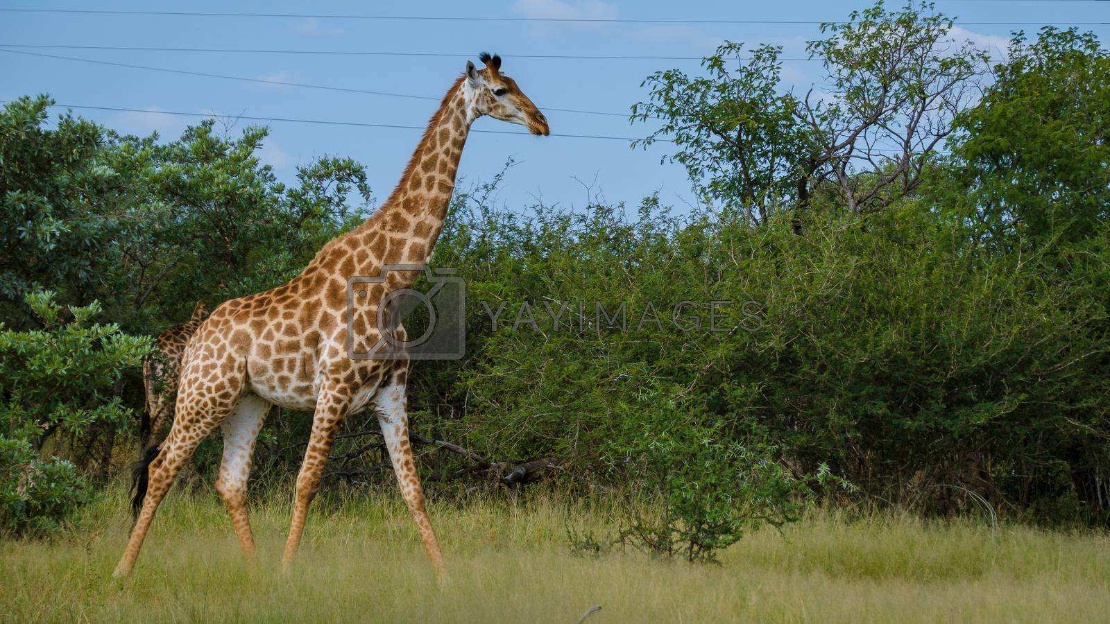 Royalty free image of Giraffe in the bush of Kruger national park South Africa by fokkebok