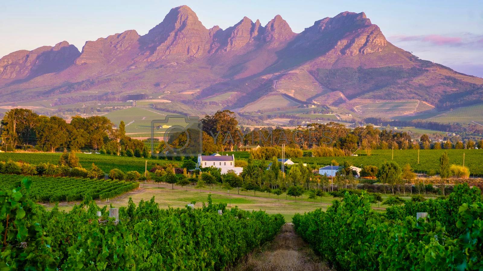 Royalty free image of Vineyard landscape at sunset with mountains in Stellenbosch, near Cape Town, South Africa by fokkebok