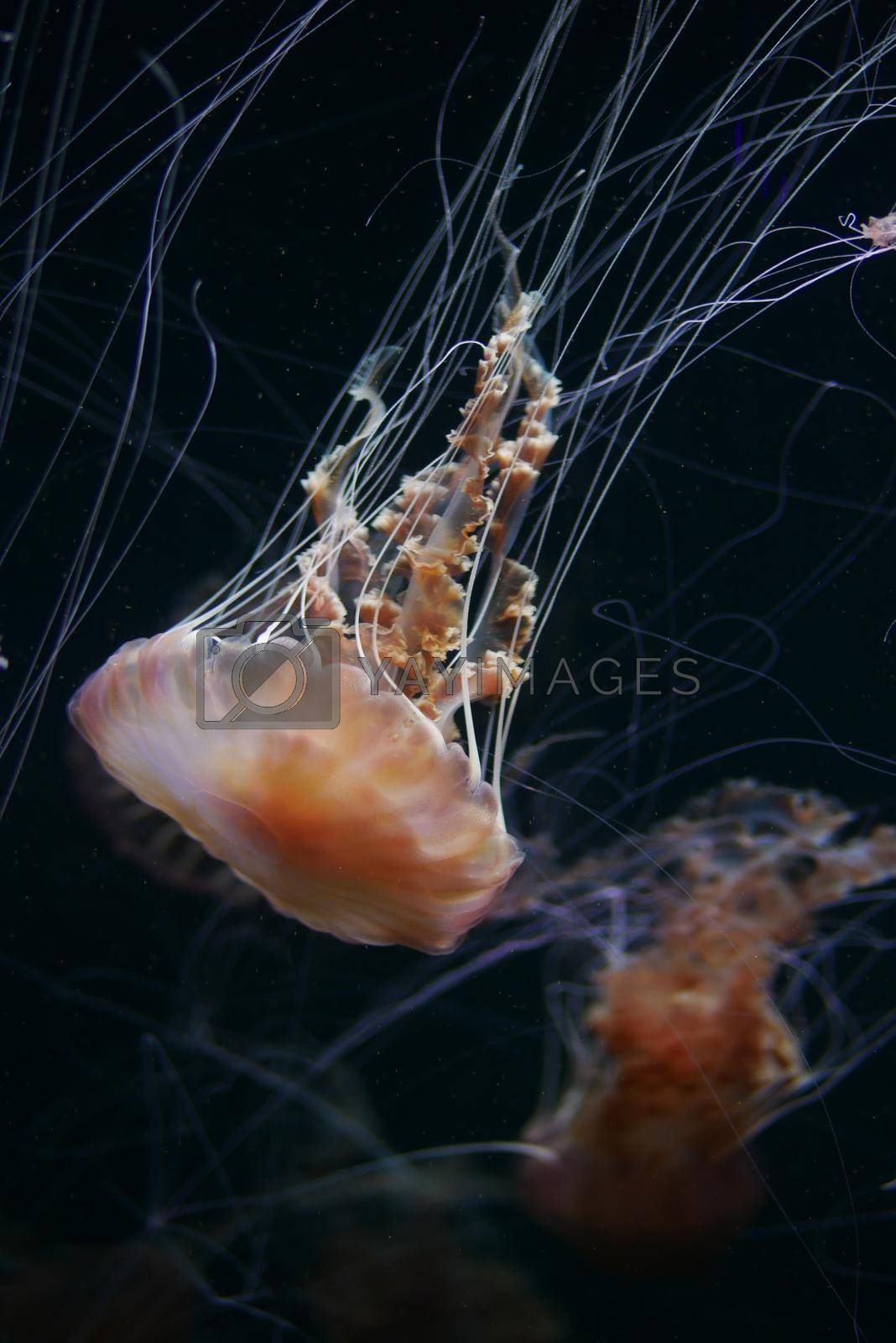 Royalty free image of Jellyfish in the aquarium in dark by towfiq007