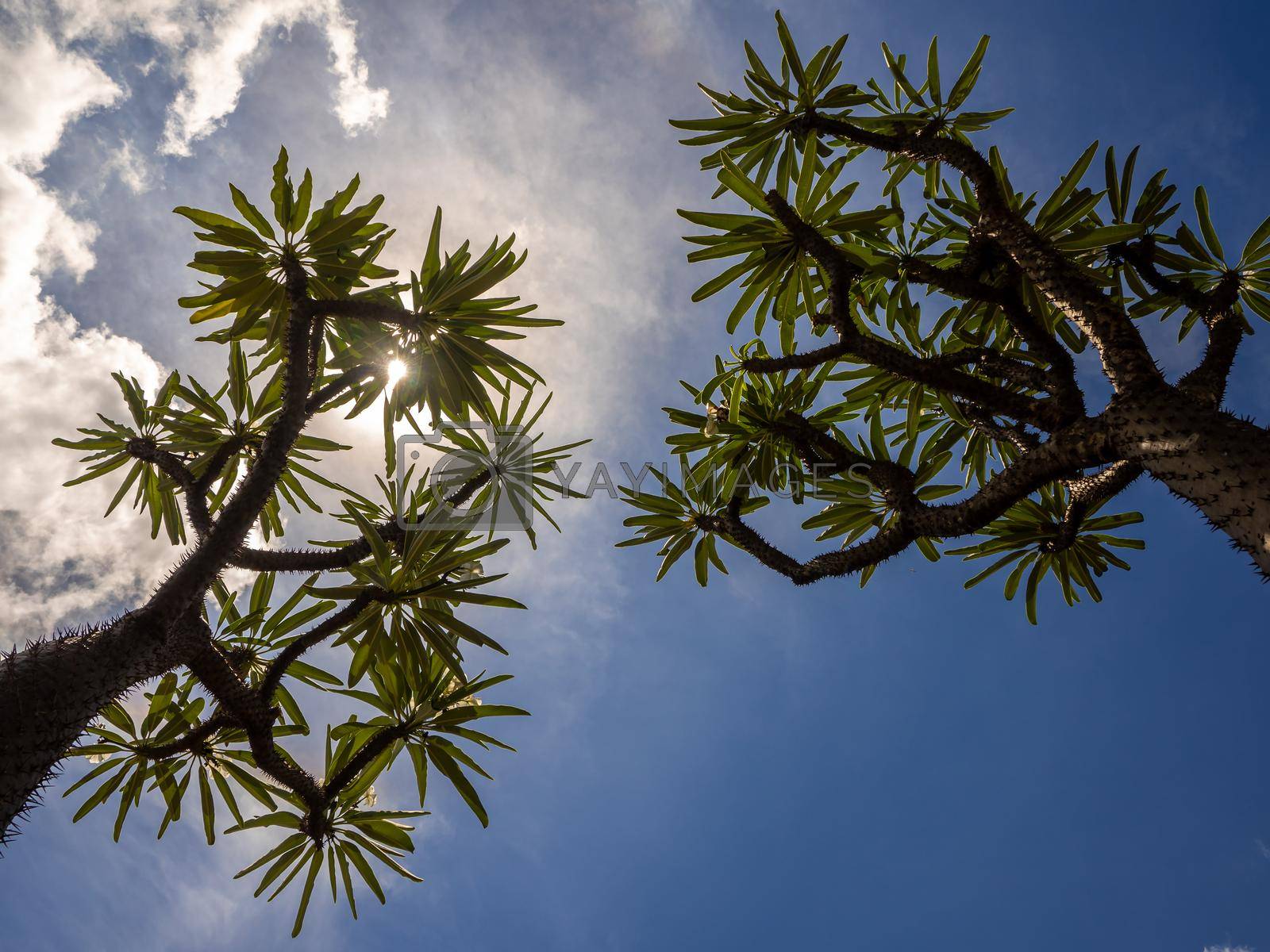 Royalty free image of Madagascar palm the Spiky desert plant in the hard sunlight of daytime by Satakorn