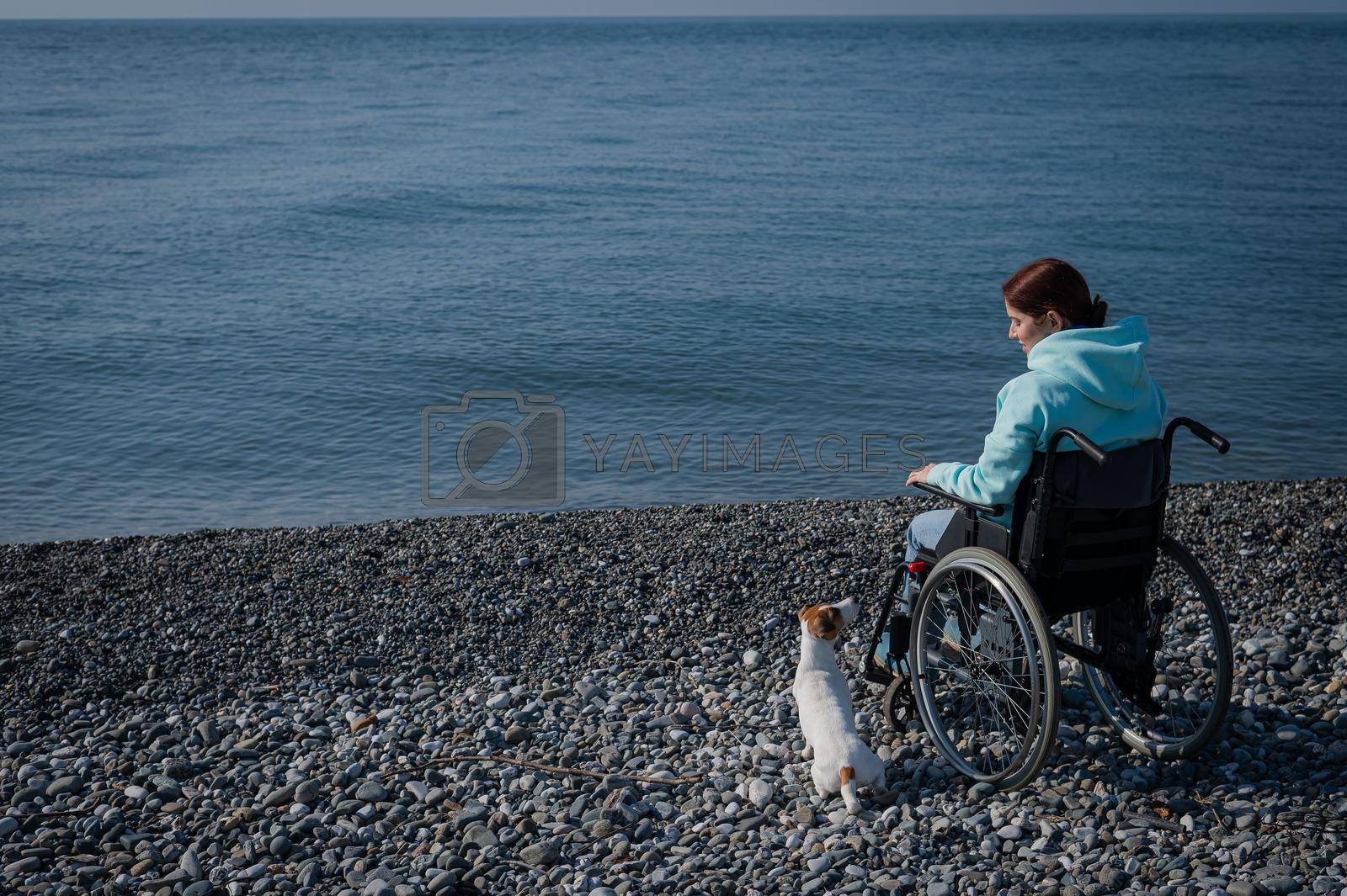 Royalty free image of Caucasian woman sitting in a wheelchair with a dog on the seashore. by mrwed54