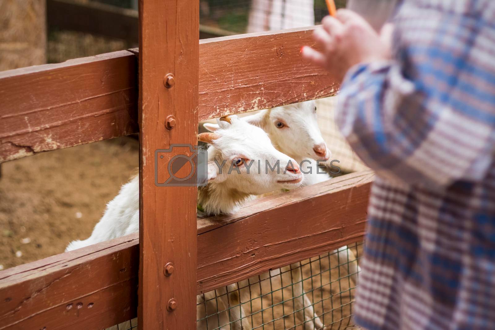Animals in an aviary in a small city zoo. Animals are fed from the hands of visitors, and children can pet them. Horse, sheep, sheep, animals