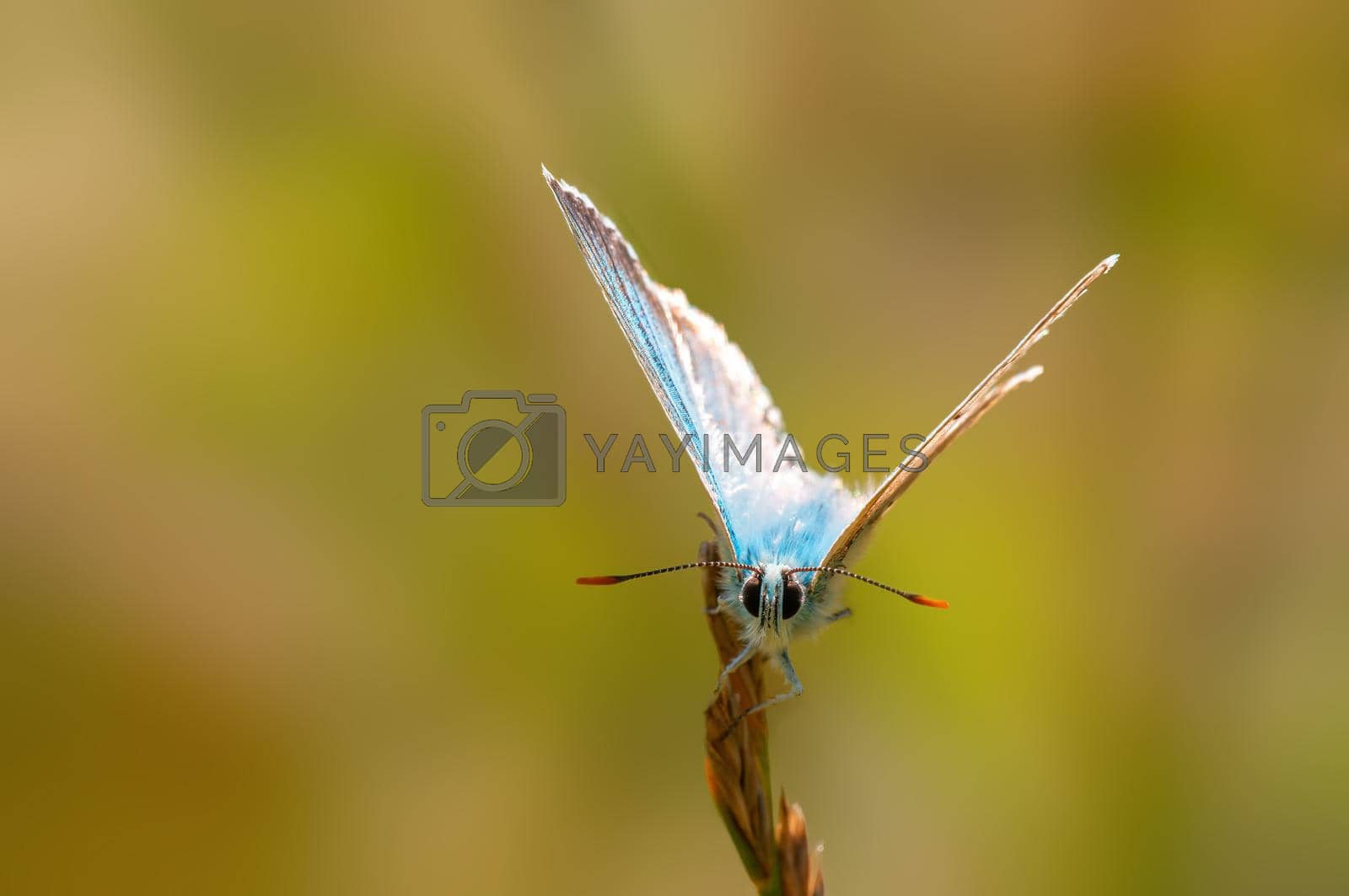 Royalty free image of one common blue butterfly sits on a stalk in a meadow by mario_plechaty_photography