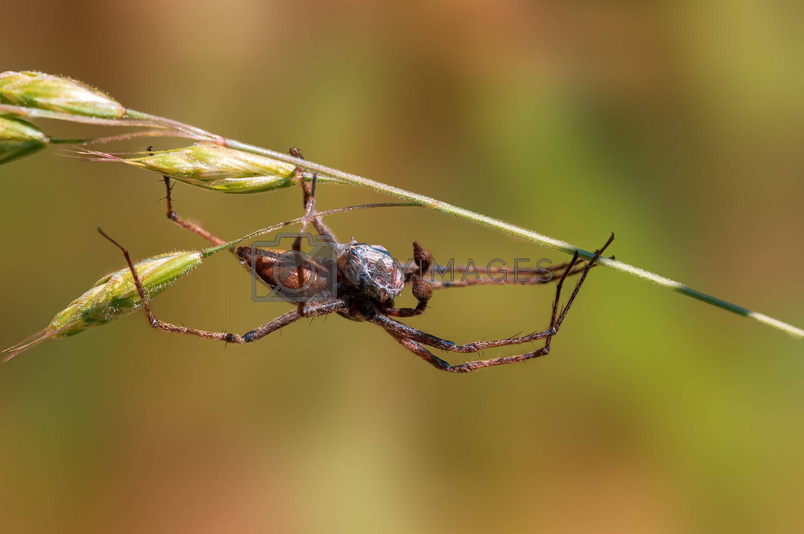 Royalty free image of one predatory spider with prey as a bridal gift by mario_plechaty_photography