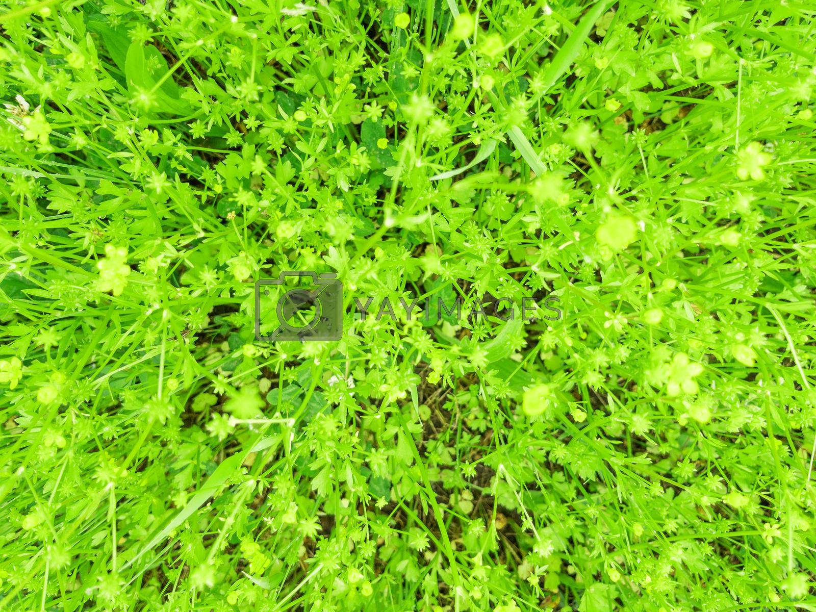 Royalty free image of Fresh spring grass as a background with by AlexGrec