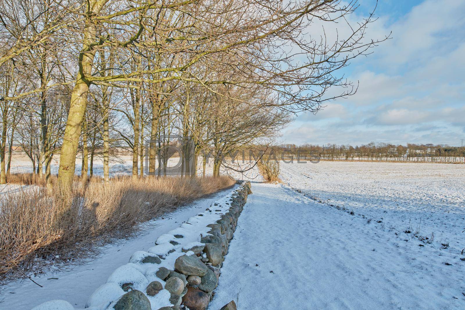 Wintertime - countryside in Denmark. Winter landscape on a sunny day with blue sky