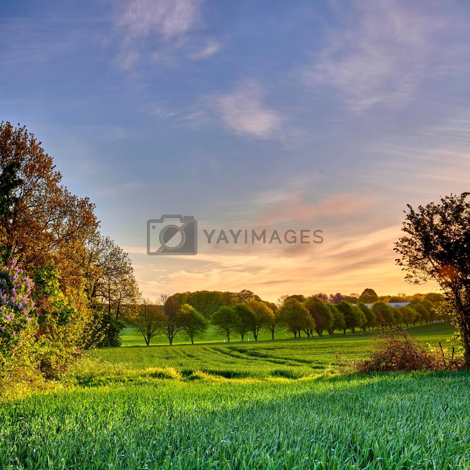 Photos from Denmark. A photo of the Danish countryside at summertime