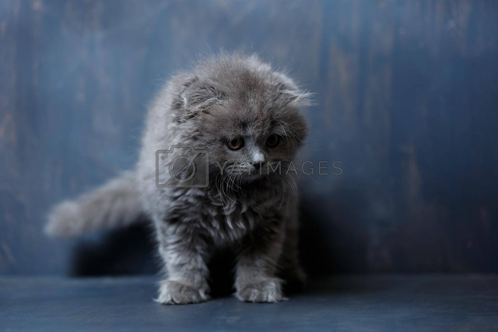 Royalty free image of Gray little cat of breed Scottish fold plays on a gray background by Dmitrytph