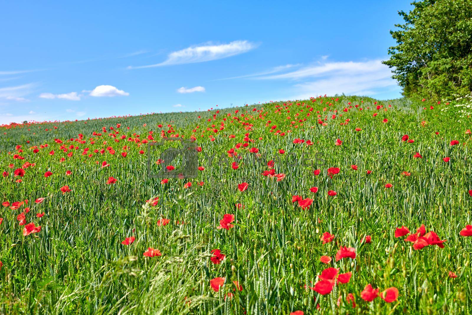 Poppies in the countryside in early summer. A photo of poppies in the countryside in early summer