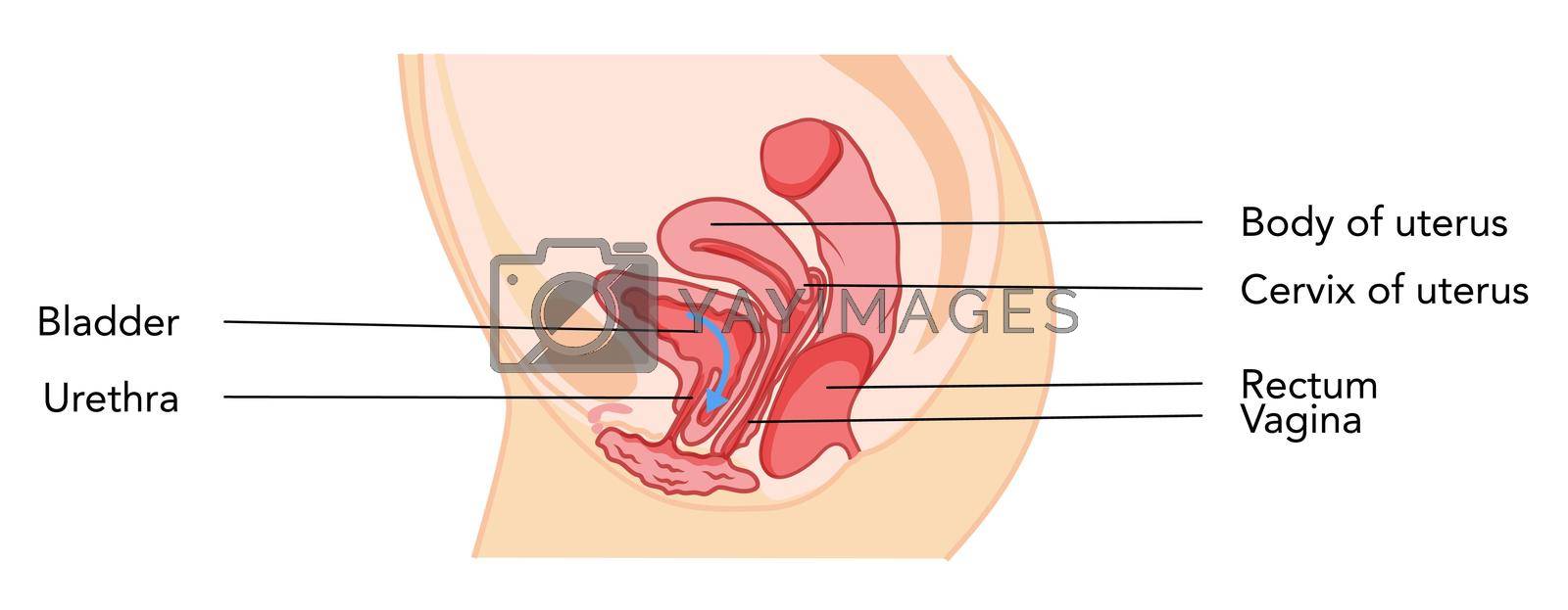 Royalty free image of Prolapse cystocele Female reproductive system uterus with inscriptions text. Side view Human anatomy internal organs by Vectoressa