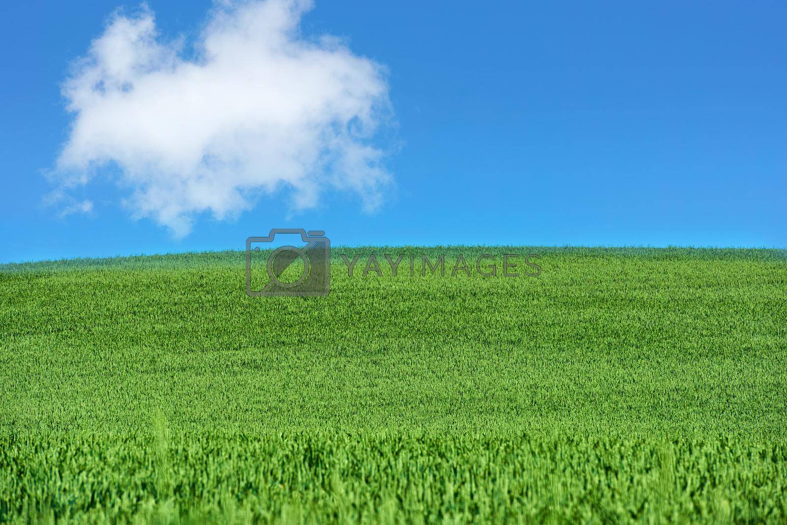 Royalty free image of Green fields and blue skies. Green fields and blue sky in spring and early summer. by YuriArcurs