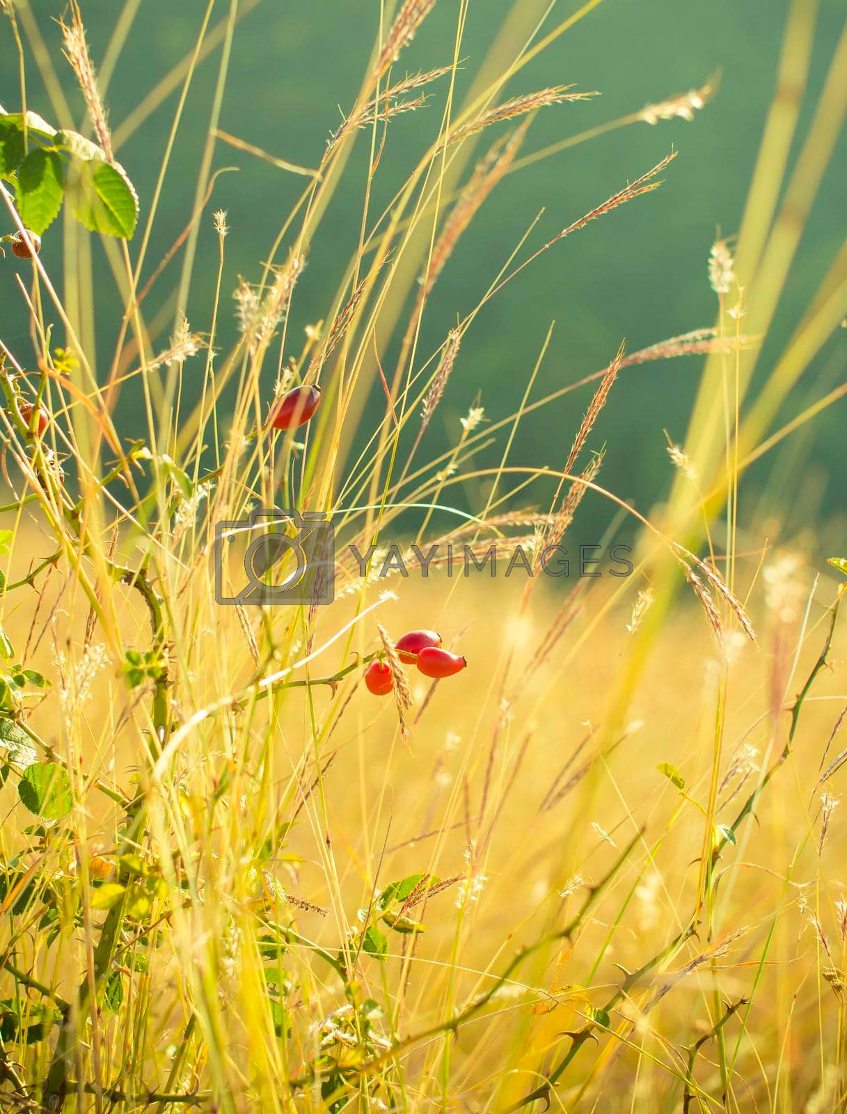 Royalty free image of Rosehip close-up in sunny weather, nature, bokeh. by vikiriki