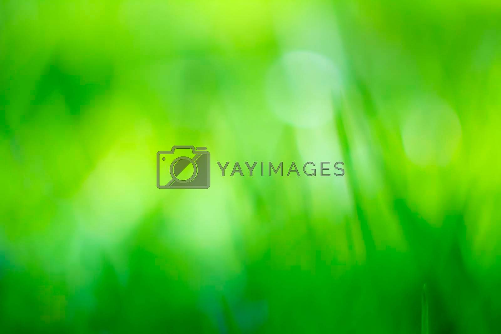 Royalty free image of Abstract natural backgrounds with beauty bokeh by vikiriki