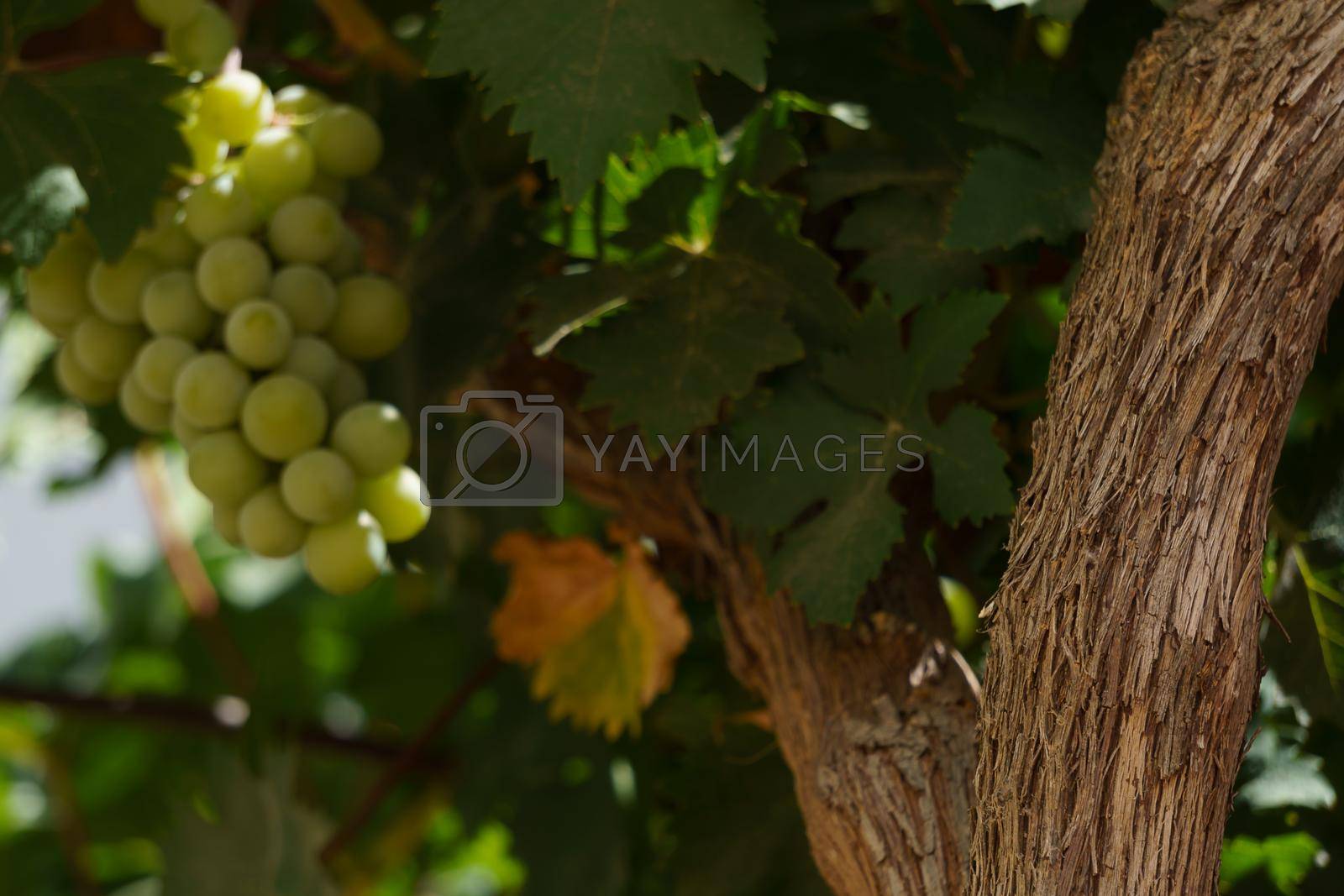 Royalty free image of bunch of green grapes on the vine illuminated by the sun's rays by joseantona
