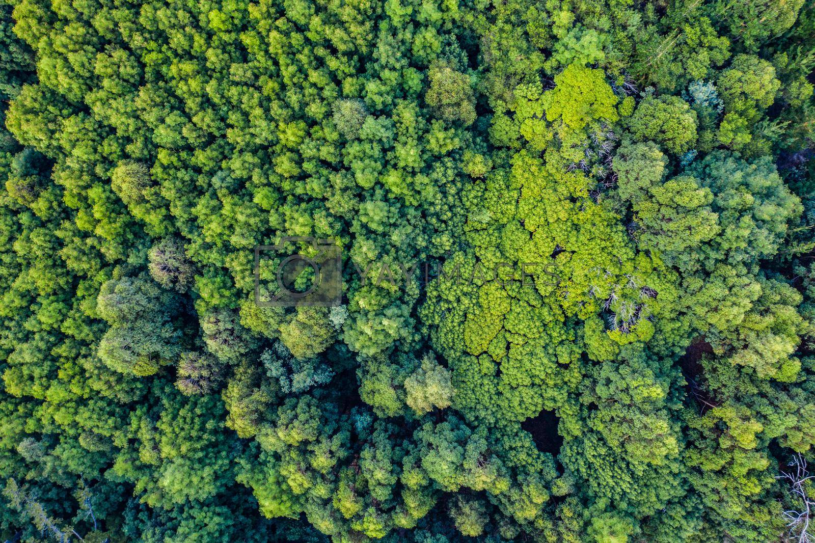Royalty free image of Come get lost in the beauty of it all. High angle shot of a beautiful green and lush forest. by YuriArcurs