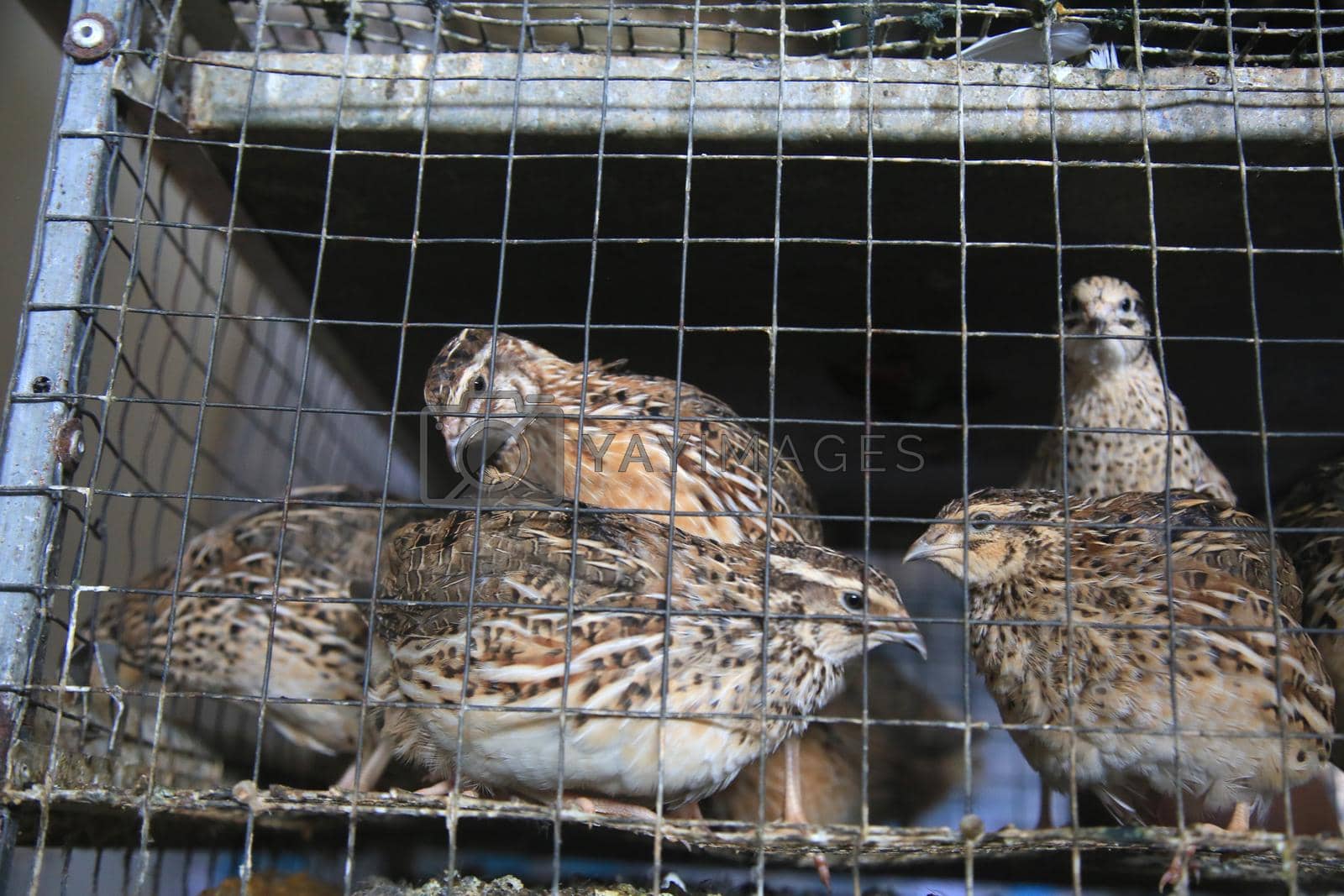 Royalty free image of quail bird in cage by joasouza