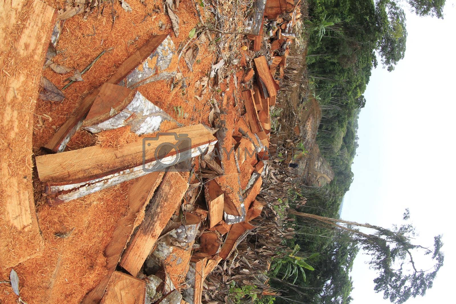 Royalty free image of deforestation in the Atlantic Forest by joasouza
