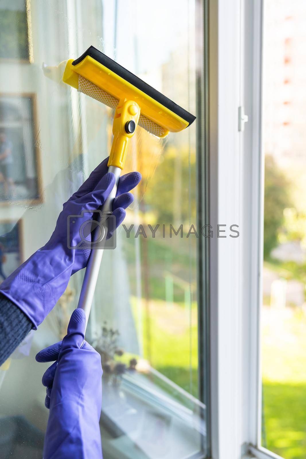 Royalty free image of House cleaning and cleaning concept. A young girl in purple gloves with a yellow mop in her hands washes the window. by sfinks