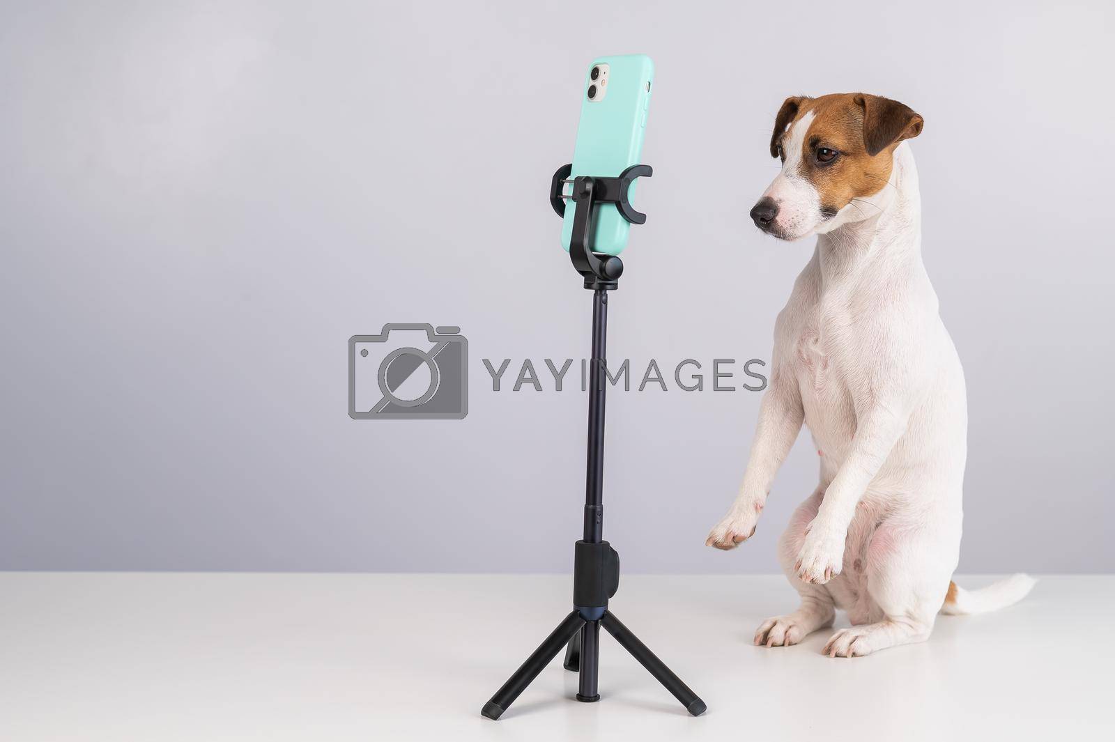Royalty free image of Jack Russell Terrier dog live streaming on smartphone. by mrwed54