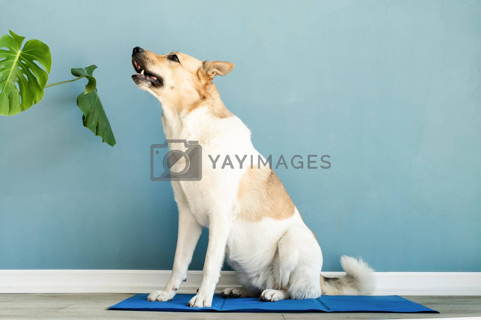 Royalty free image of Cute mixed breed dog sitting on cool mat looking up on blue wall background by Desperada