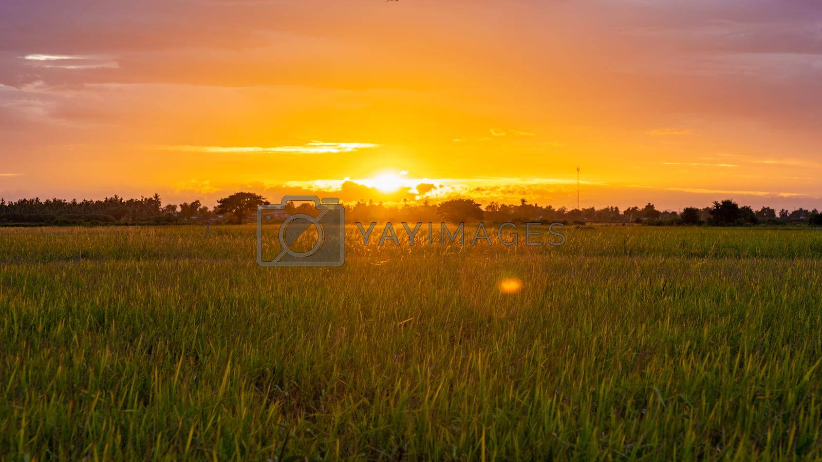 Royalty free image of Rice field in central Thailand, paddy field of rice during rain monsoon season in Thailand by fokkebok