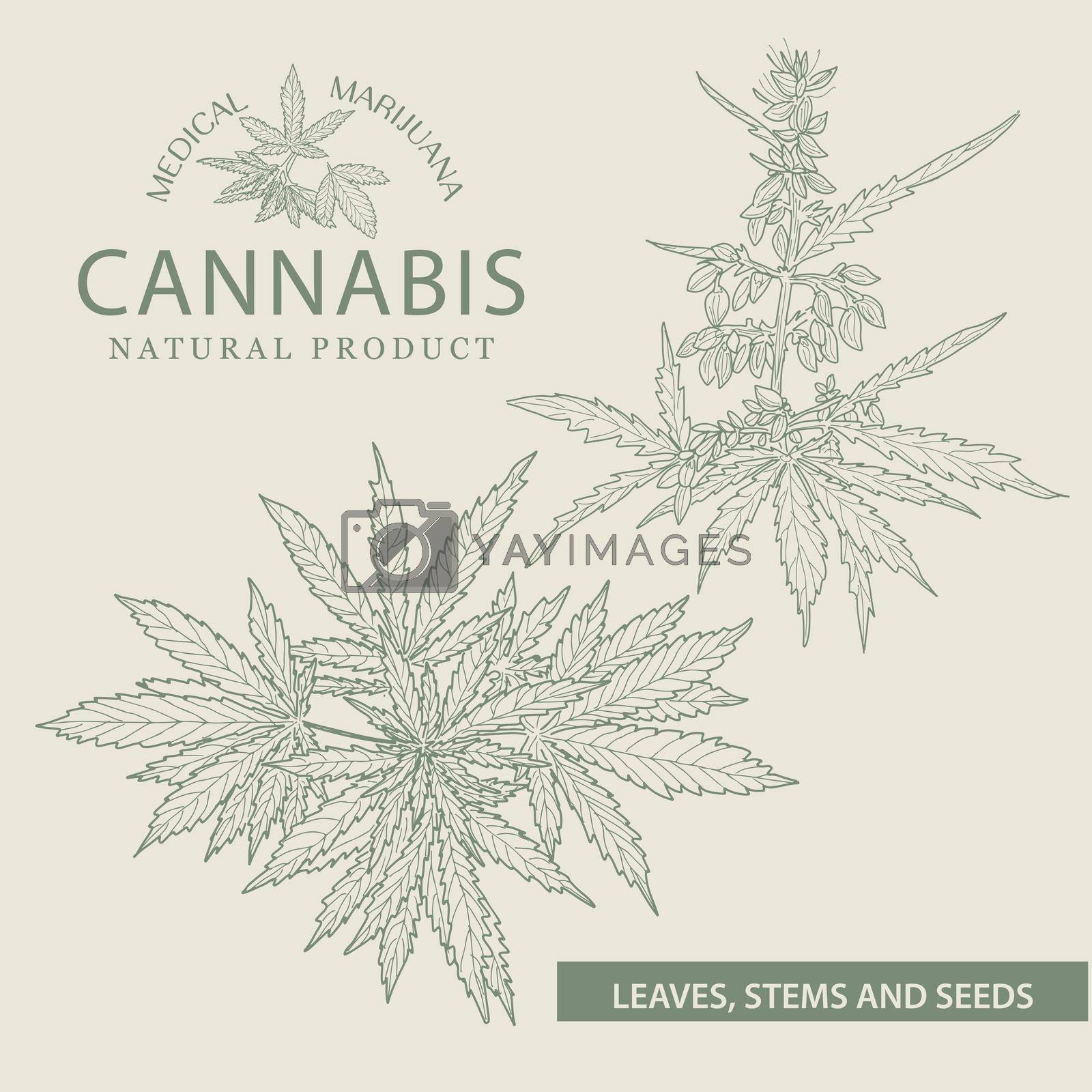 Royalty free image of Hand drawn sketch of cannabis, marijuana hemp plant contour in vintage style by GALA_art