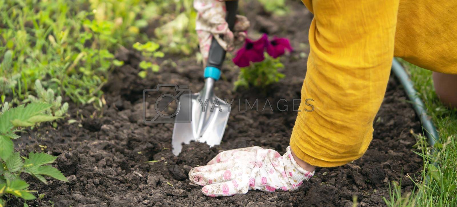 Royalty free image of Closeup of hands of a gardener with a seedling. by africapink