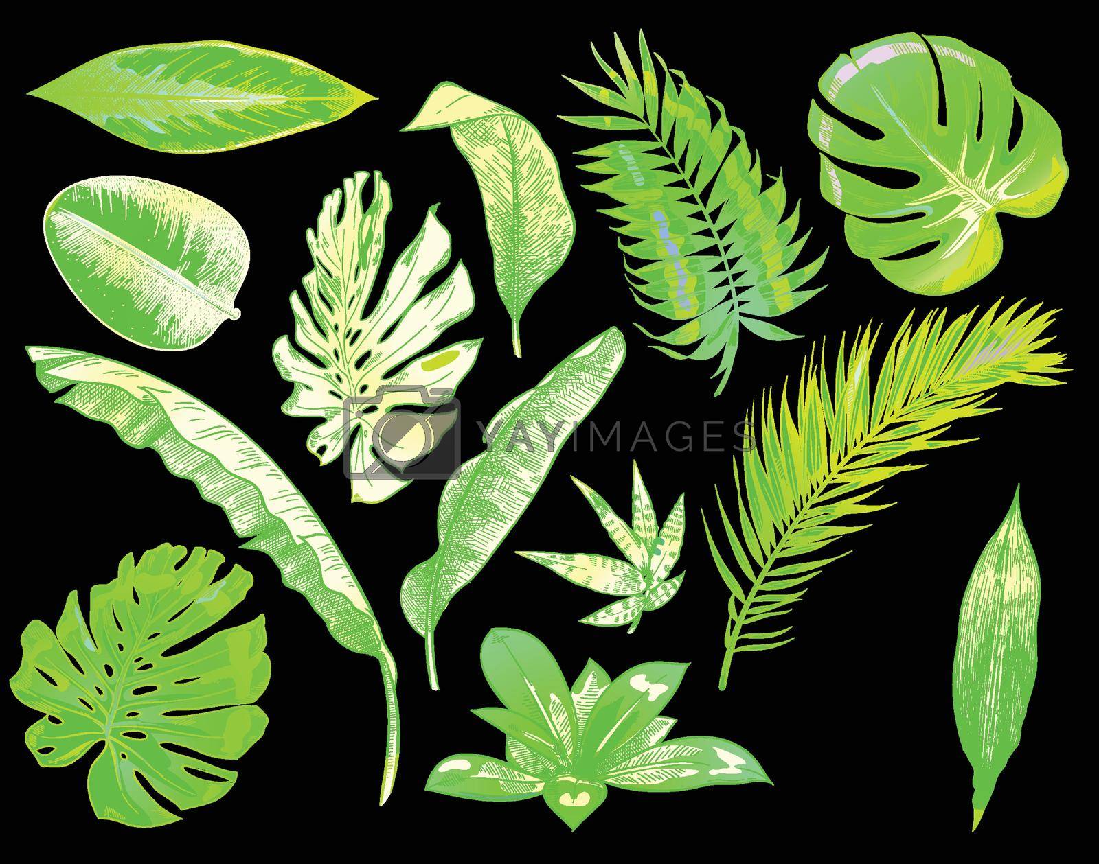 Royalty free image of Green neon tropical leaves color exotic tree plant leaf by Vinhsino