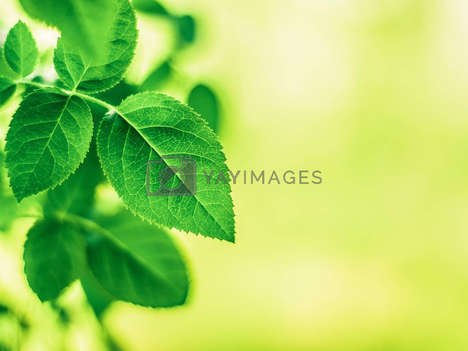 Royalty free image of green leaves - nature backgrounds and springtime concept by Anneleven