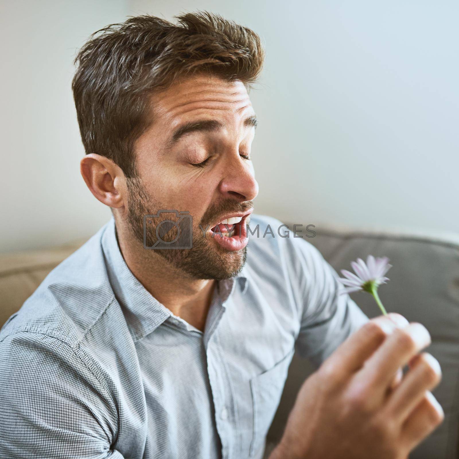 Royalty free image of Flowers make me sneeze. a carefree young man about to sneeze while holding a flower in his hands and seated on a couch at home. by YuriArcurs