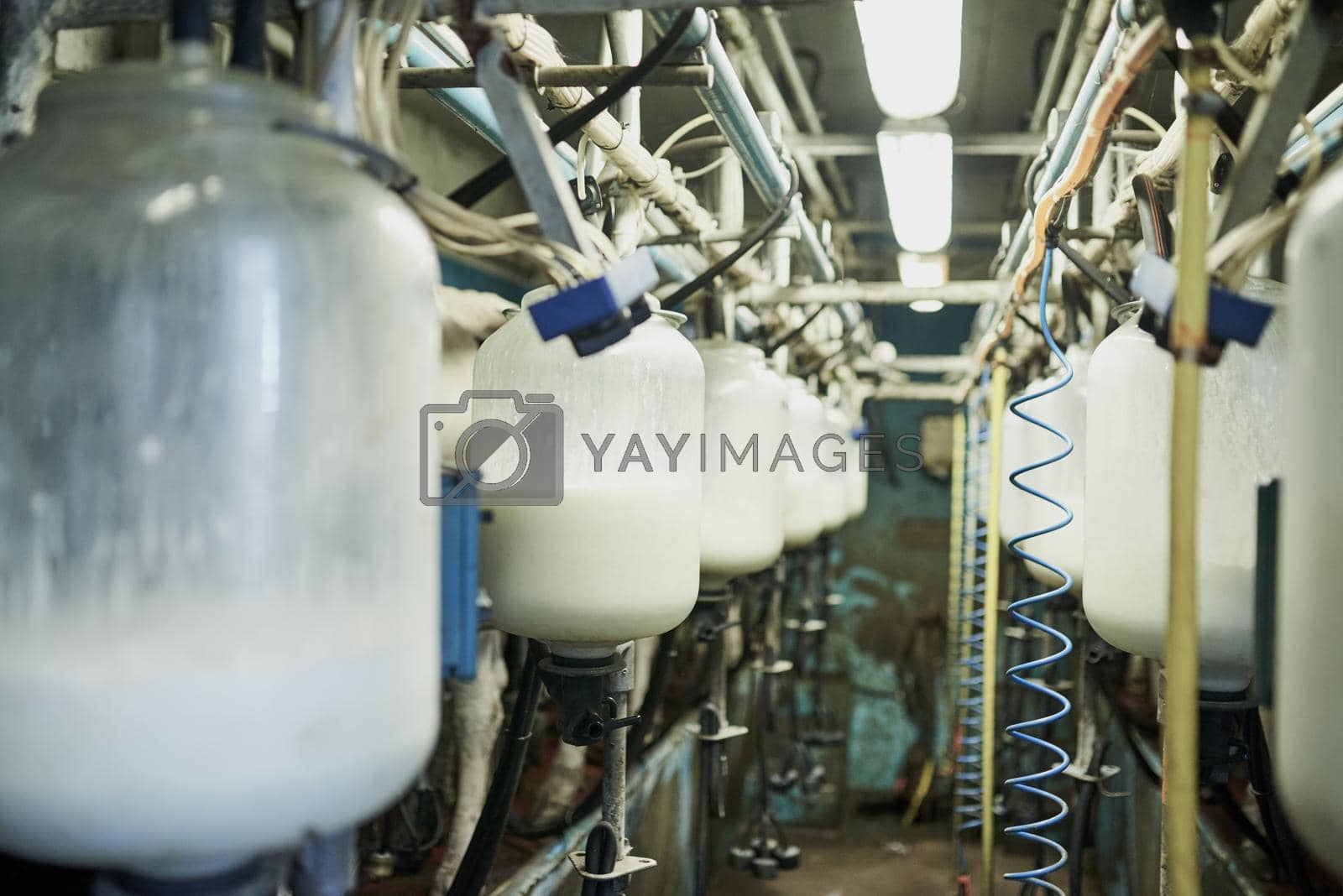 Royalty free image of Precious produce. milk bottles being filled in a dairy. by YuriArcurs