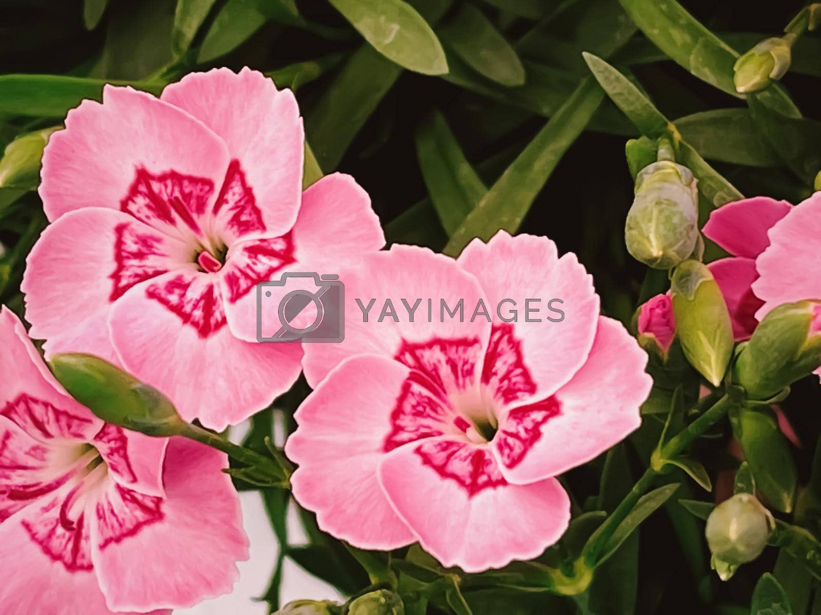 Royalty free image of Beautiful flowers in garden centre in Hertfordshire, England, planting and gardening by Anneleven