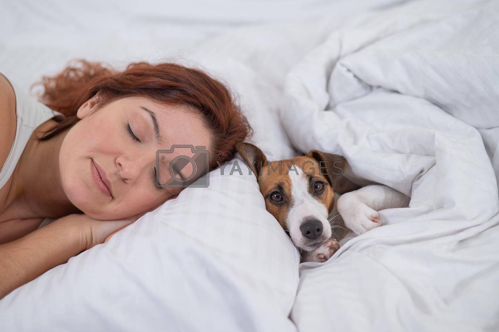 Royalty free image of Jack Russell Terrier dog lies with the owner in bed. by mrwed54